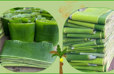 Mách bạn địa chỉ gia công lá chuối tươi chất lượng tại Bà Rịa