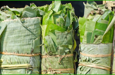 Địa chỉ gia công lá chuối tươi tại Bình Phước
