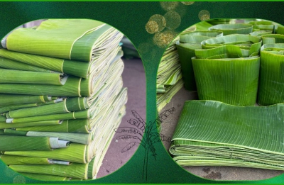 Địa chỉ gia công lá chuối tươi uy tín tại Phú Nhuận