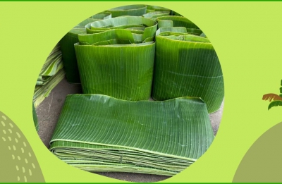 Giới thiệu địa chỉ uy tín gia công lá chuối tươi tại Tây Ninh