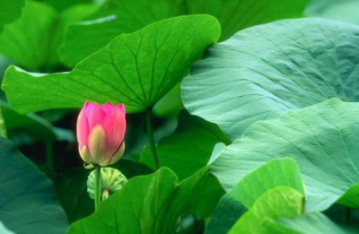 Tác dụng chữa bệnh của lá sen tươi trong y học cổ truyền