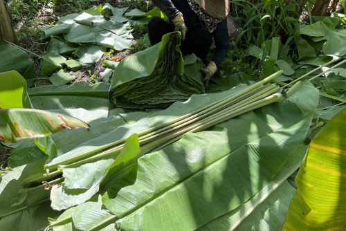 THU HOẠCH TẠI VƯỜN