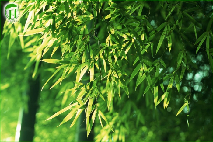 Các Loại Lá Tre Phổ Biến Ở Việt Nam Và Ứng Dụng Thực Tế