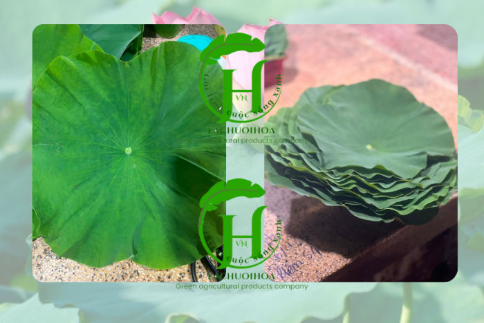 Cách chọn mua lá sen tươi ngon và an toàn nhất