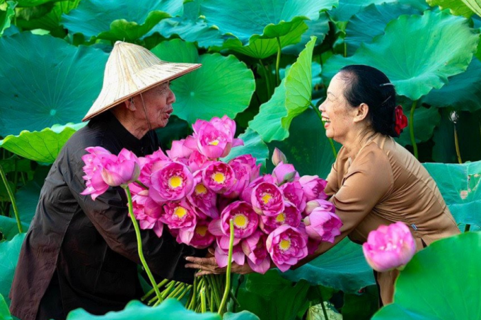Chia sẻ kinh nghiệm thu hái và xử lý lá sen tươi tại nhà