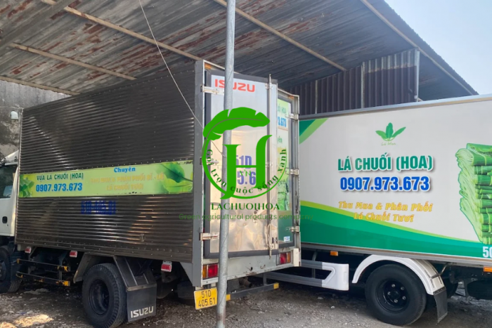 Địa chỉ mua lá sen tươi chất lượng cao ở các thành phố lớn