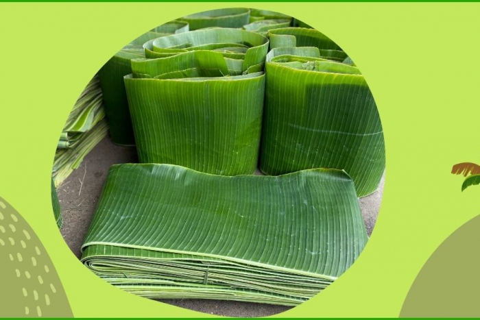 Giới thiệu địa chỉ uy tín gia công lá chuối tươi tại Tây Ninh