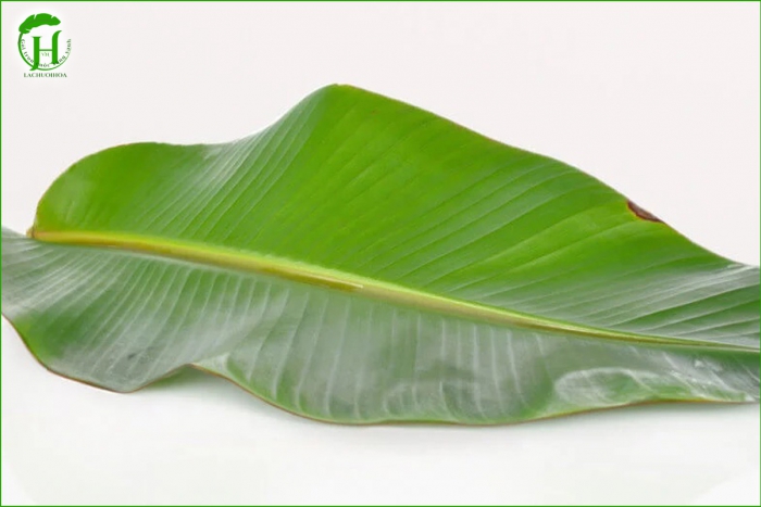 Lá Chuối Tươi Có Thể Bảo Quản Được Bao Lâu?