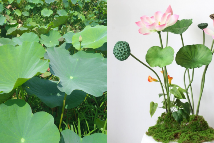 Phân biệt lá sen tươi tự nhiên và nhân tạo. Hướng dẫn chi tiết cho người tiêu dùng