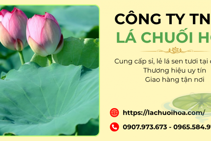 Sỉ và lẻ lá sen tươi quận 12 - Uy Tín Từ CÔNG TY TNHH LÁ CHUỐI HOA