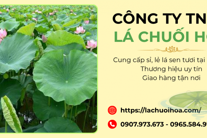 Sỉ và lẻ lá sen tươi Quận 8 - Lá Chuối Hoa
