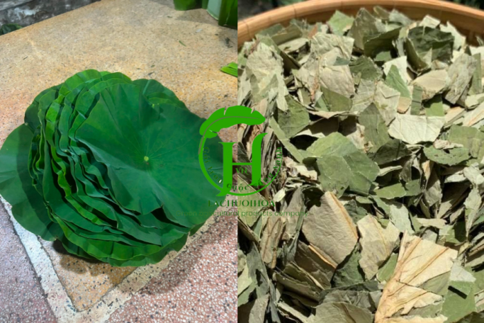 So sánh lá sen tươi và khô: Lợi ích và ứng dụng