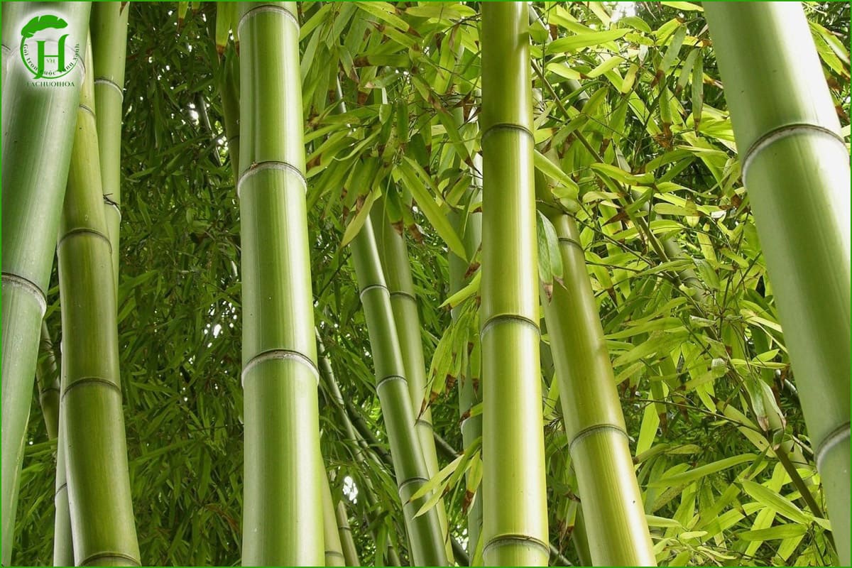 Ý nghĩa văn hoá của lá tre