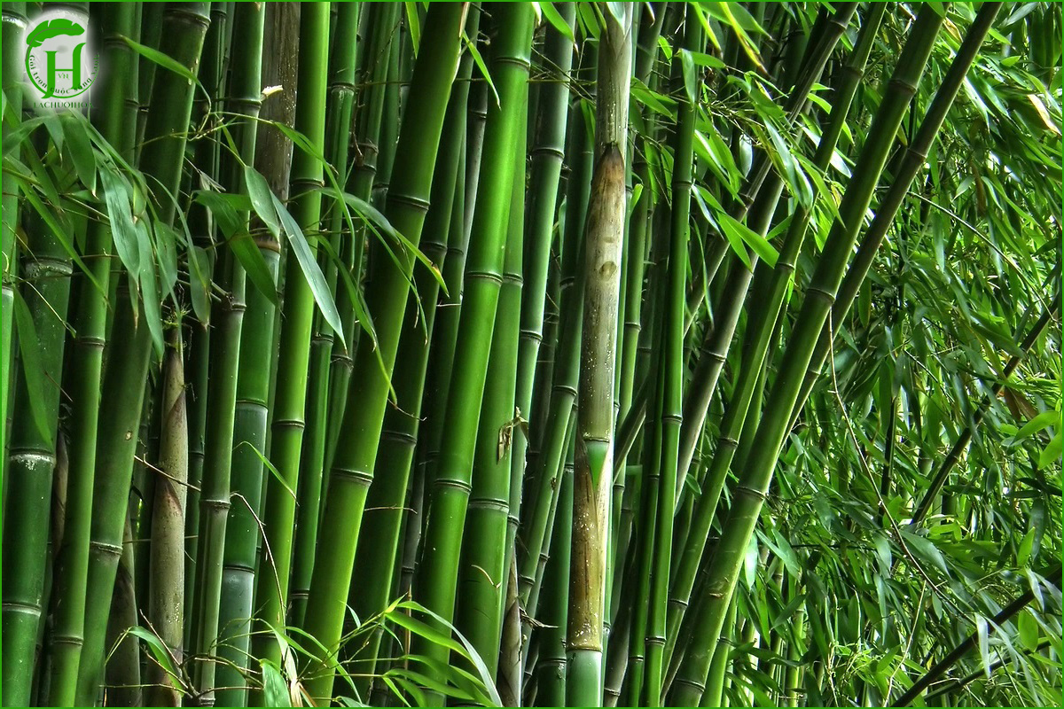 Tổng quan về lá tre
