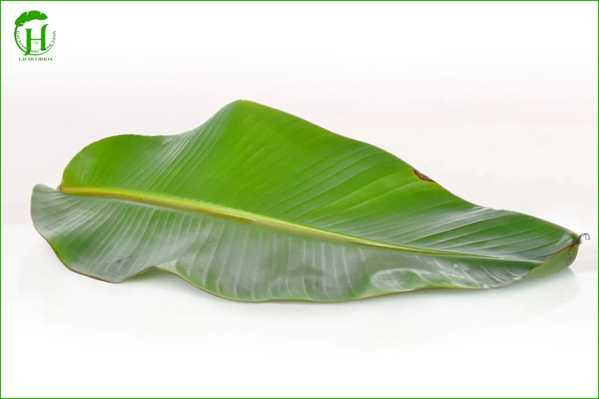 Cách chọn lá chuối tươi chất lượng trước khi xử lý