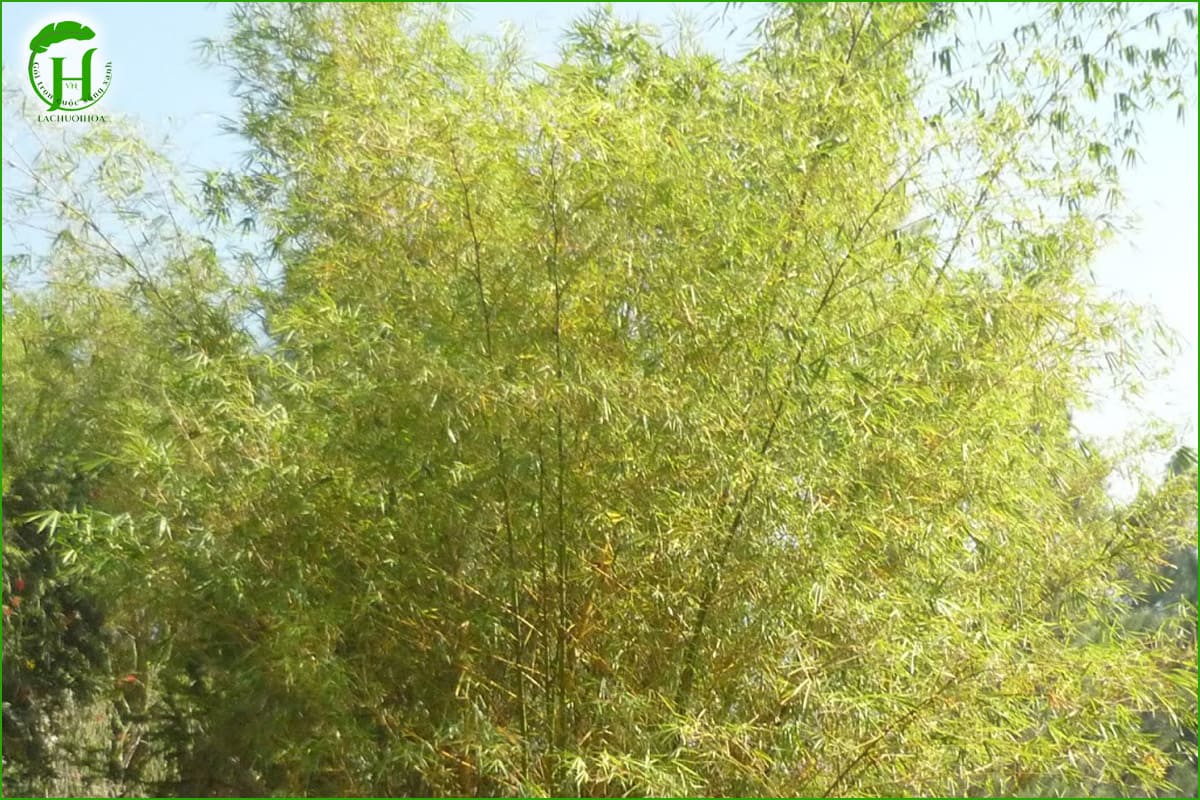 Lá tre hóp