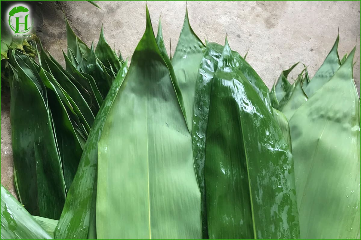 Lợi ích của việc sử dụng lá tre