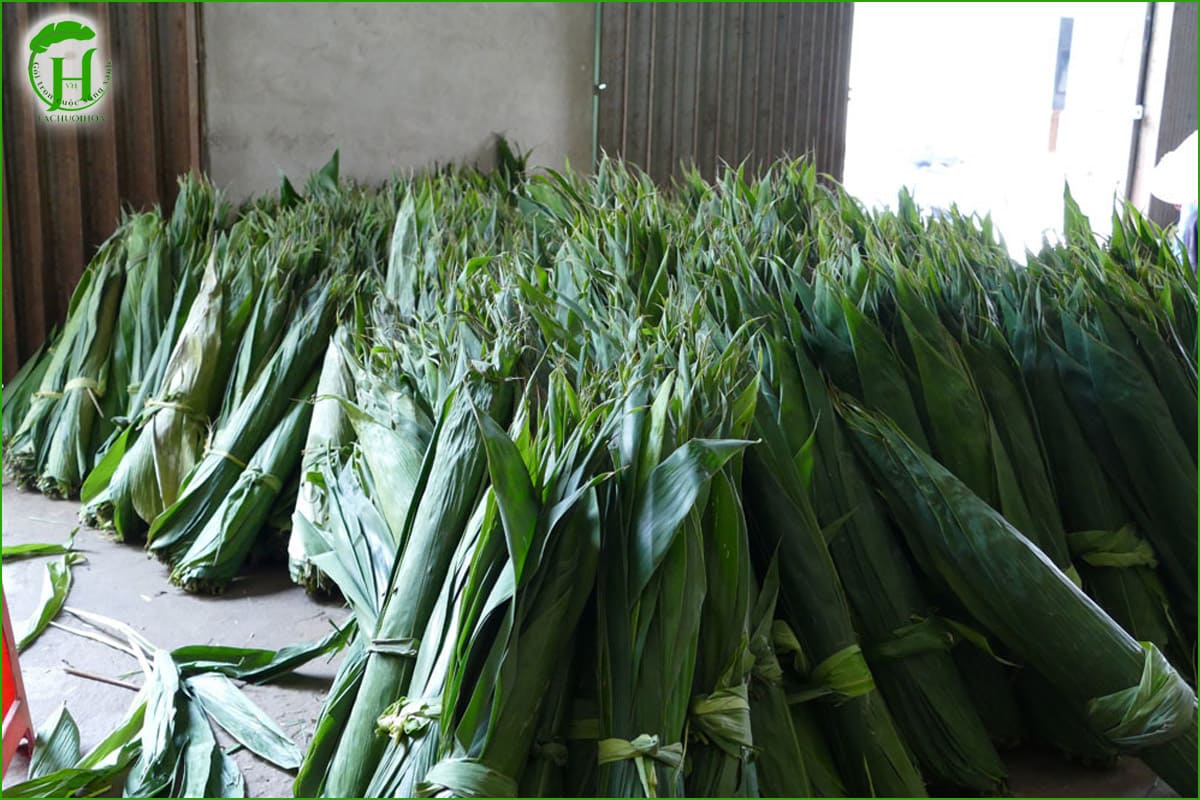 Mua lá tre chất lượng cao, đảm bảo uy tín tại Lá Chuối Hoa