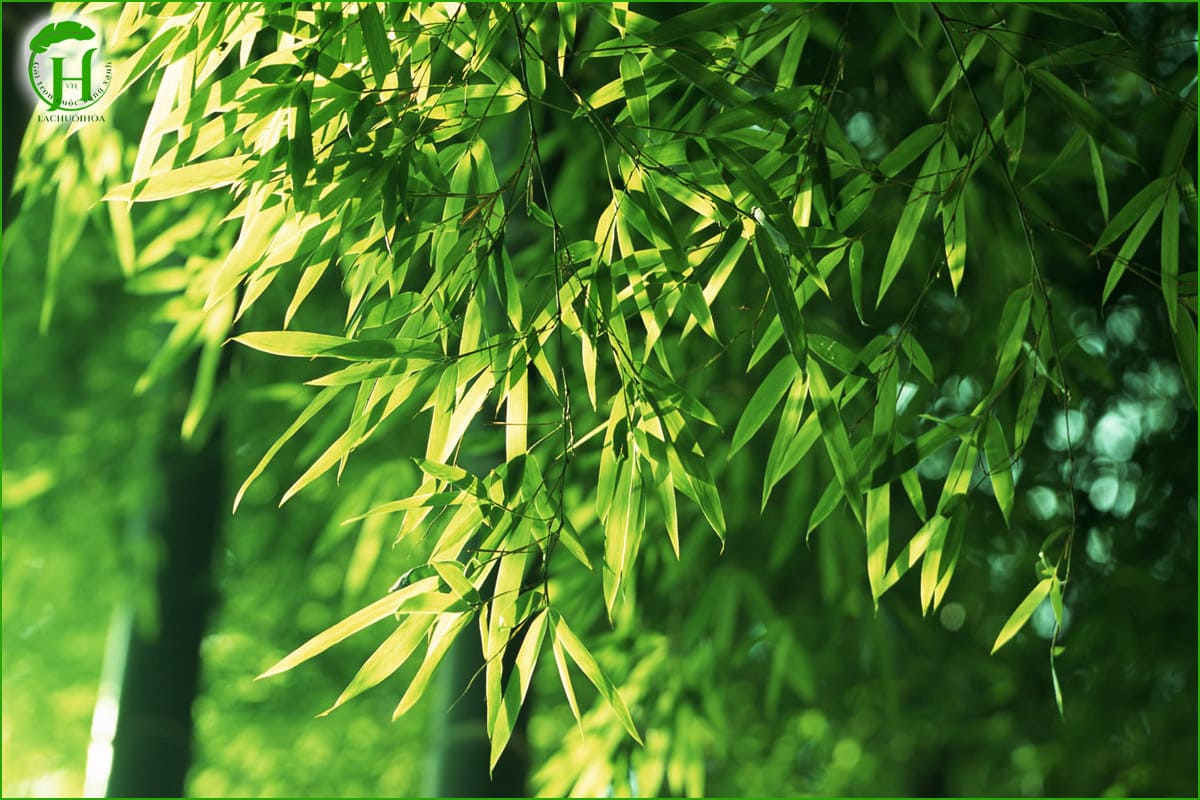  Ứng dụng thực tế của các loại lá tre