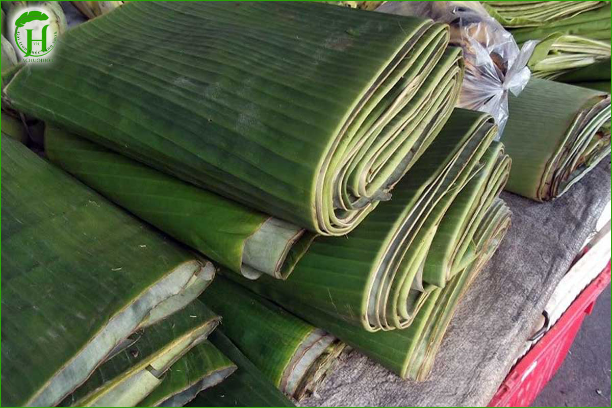Chọn mua lá chuối tươi chất lượng tại Lá Chuối Hoa