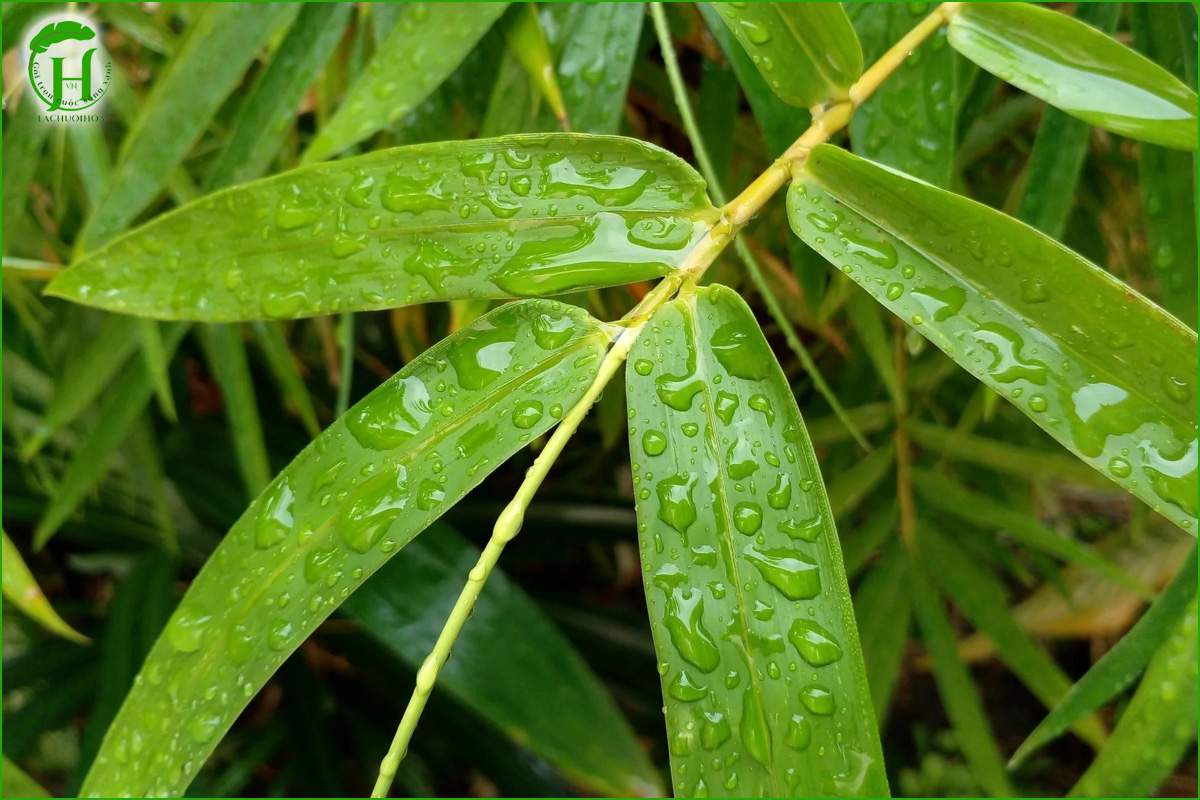 Lá tre có dùng để gói bánh chưng được không?