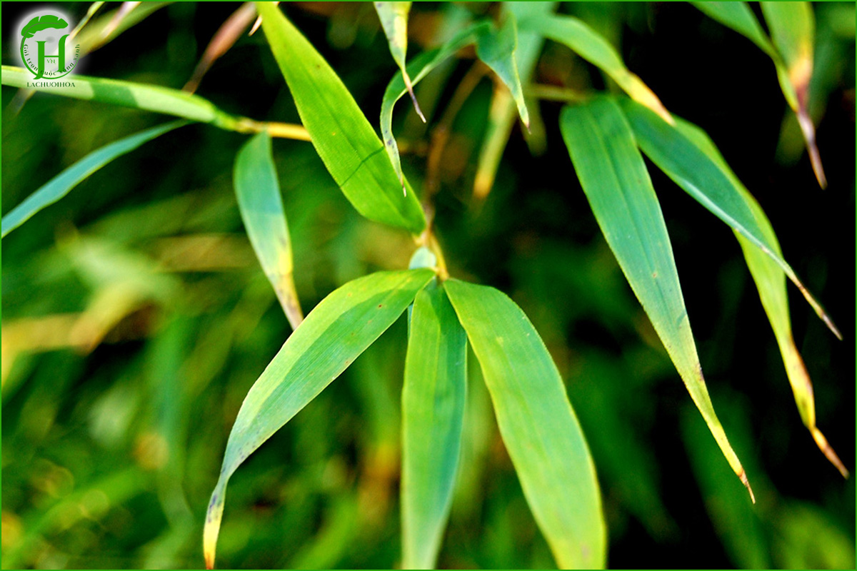 Lá tre có phù hợp để gói bánh giò không?