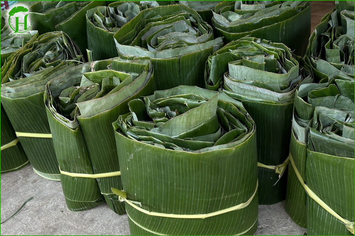 Mua lá chuối tươi chất lượng cao tại Lá Chuối Hoa