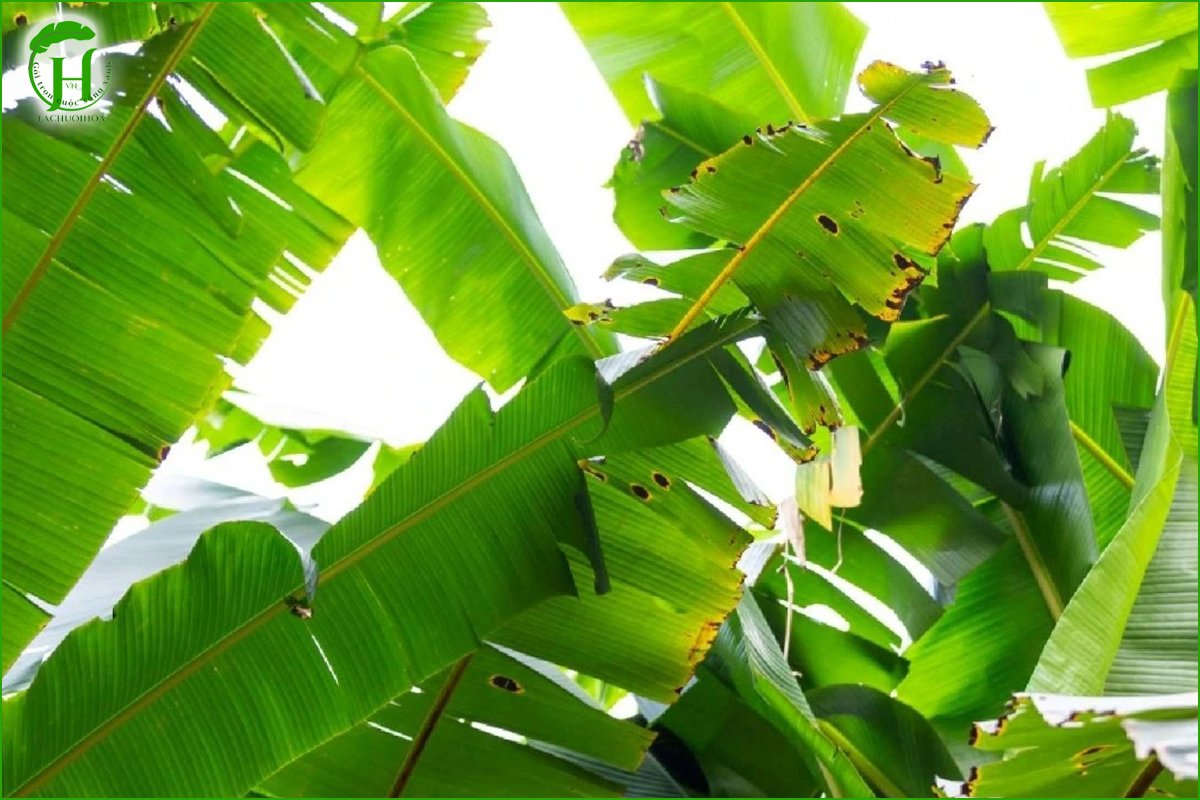 So sánh lá chuối tươi và lá chuối khô trong ẩm thực