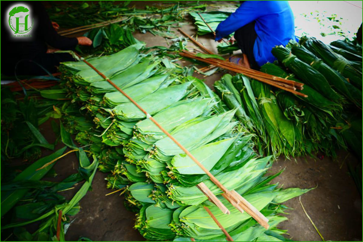 Chọn mua lá tre chất lượng, đảm bảo an toàn tại Lá Chuối Hoa