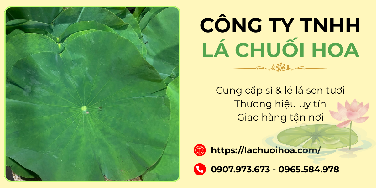 Sản phẩm lá sen tươi – Đặc điểm nổi bật