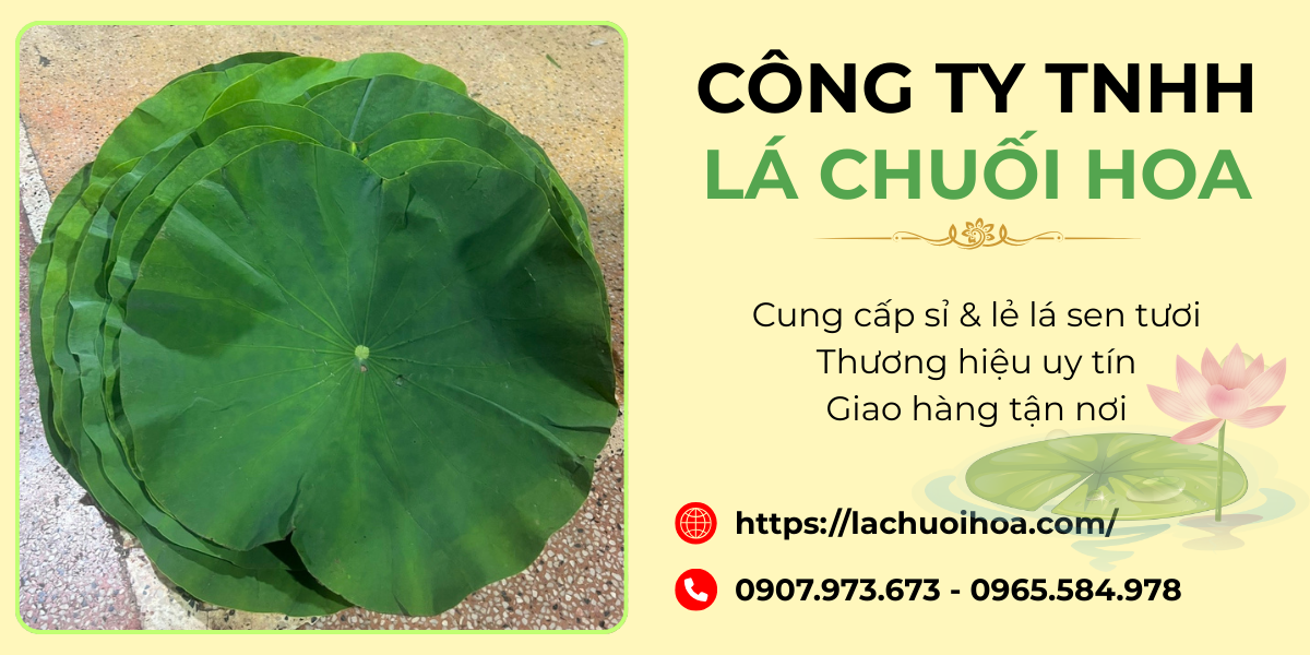 Ứng dụng của lá sen tươi trong đời sống và ngành nghề