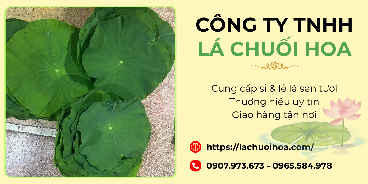 Ưu điểm của lá sen tươi từ Công ty TNHH Lá Chuối Hoa