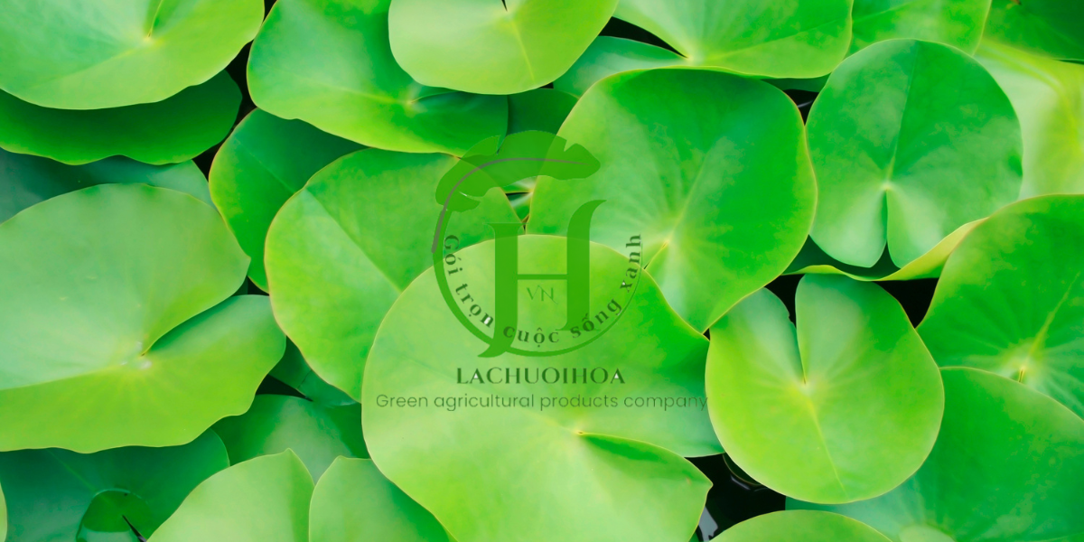 Các phương pháp tự nhiên giúp giữ màu sắc và độ tươi của lá sen