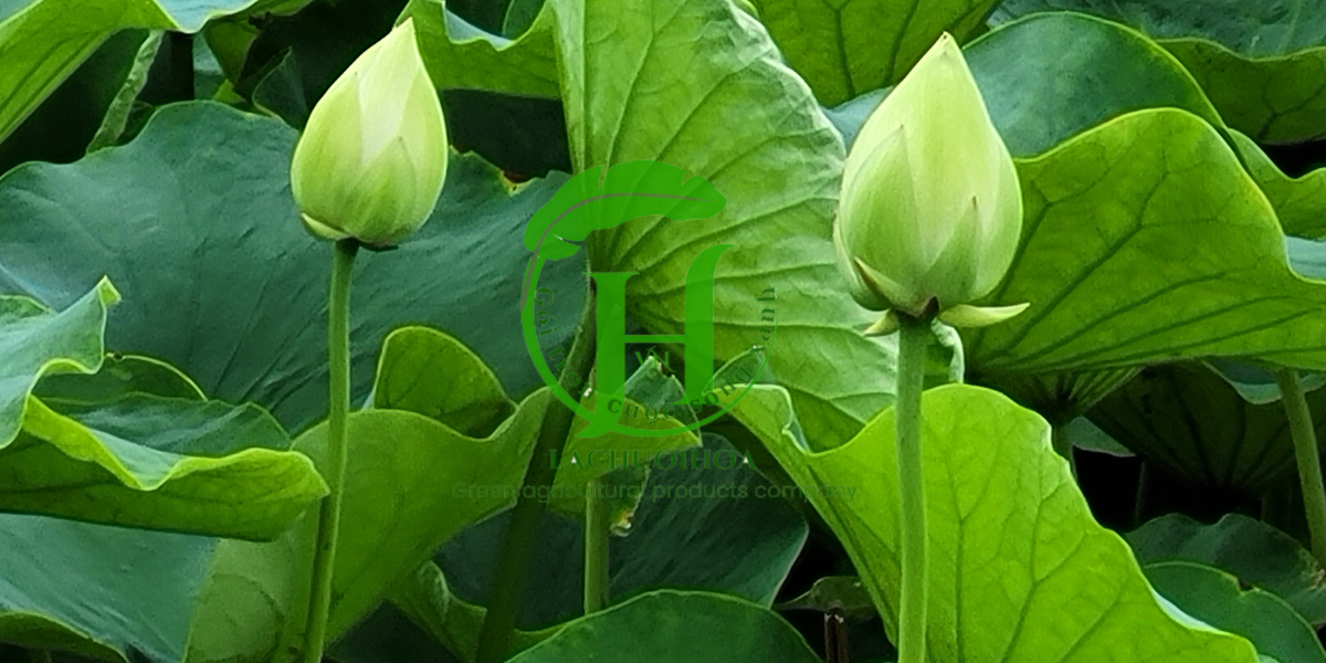 Một số lưu ý khi bảo quản và sử dụng lá sen lâu dài