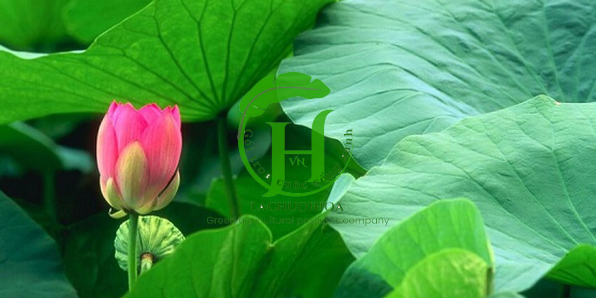 Những yếu tố ảnh hưởng đến màu sắc và độ tươi của lá sen