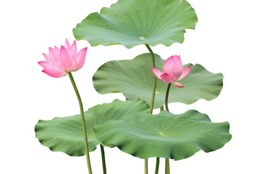 Ảnh hưởng của lá sen tươi đến hệ tim mạch