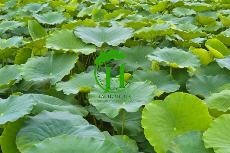 Các bước sơ chế lá sen tươi để giữ độ tươi mới