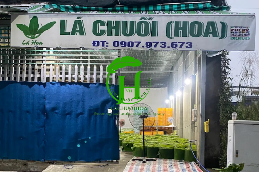 Các địa chỉ uy tín mua lá sen tươi tại các thành phố lớn