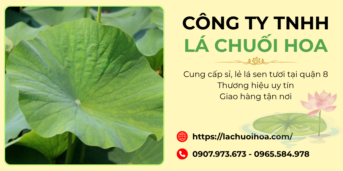 Các loại lá sen tươi cung cấp