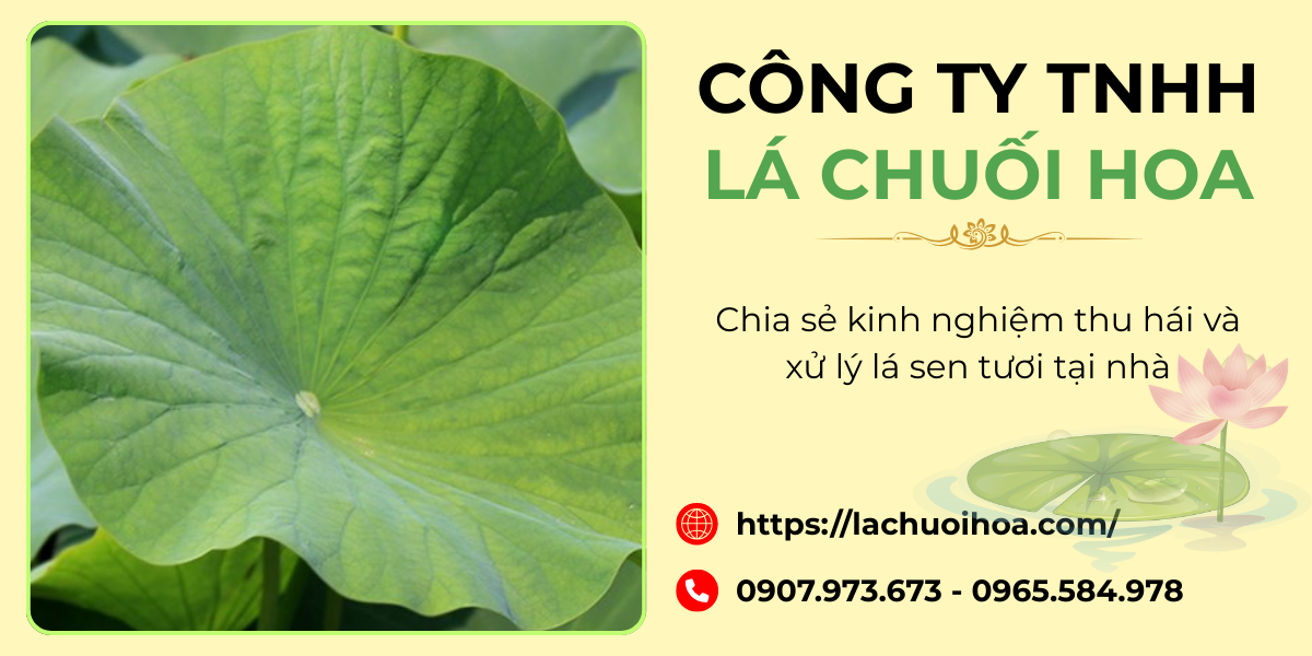 Các phương pháp phơi sấy lá sen tại nhà để đảm bảo giữ nguyên dưỡng chất