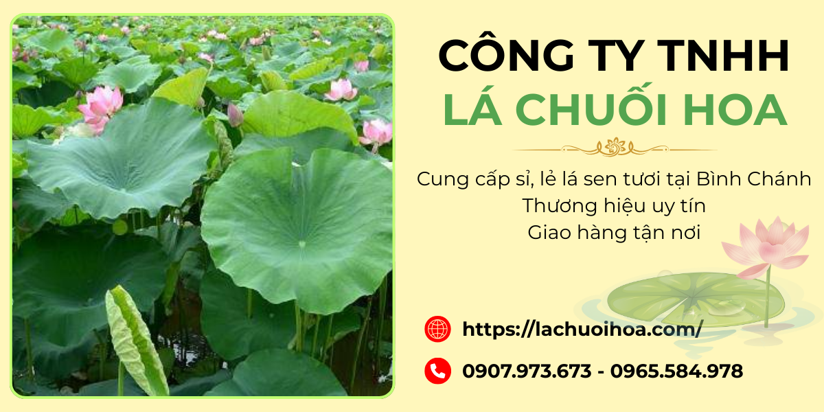Các ứng dụng của lá sen tươi trong đời sống
