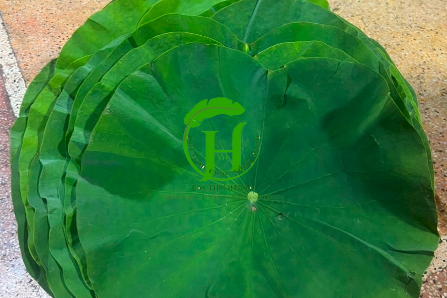 Các yếu tố quan trọng khi chọn mua lá sen tươi ngon