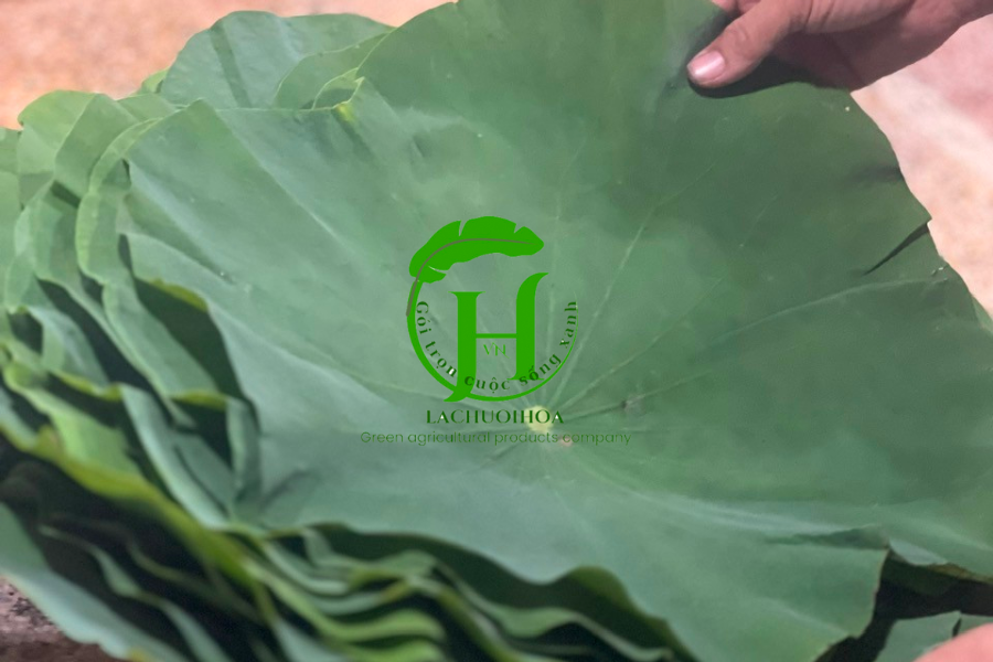 Cách bảo quản lá sen tươi lâu, tránh bị úng, hỏng