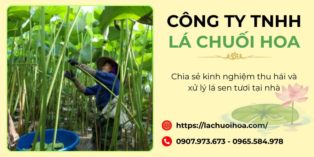 Cách sơ chế và xử lý lá sen tươi sau khi thu hái để bảo quản lâu dài
