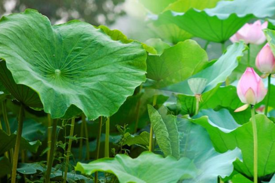 Cách sử dụng lá sen tươi trong y học cổ truyền