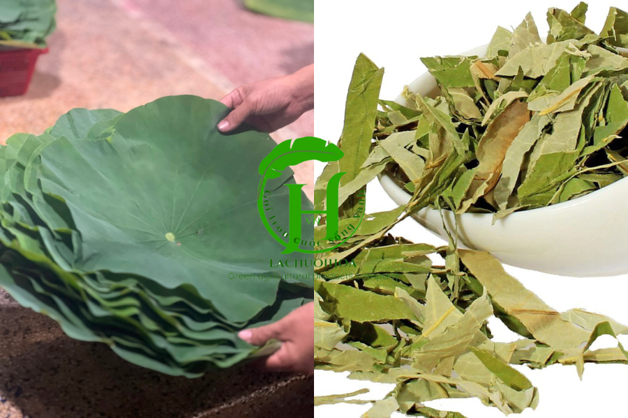 Câu hỏi thường gặp nên sử dụng lá sen tươi hay lá sen khô