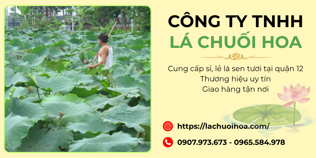 Câu Hỏi Thường Gặp Về Lá Sen Tươi Và Dịch Vụ