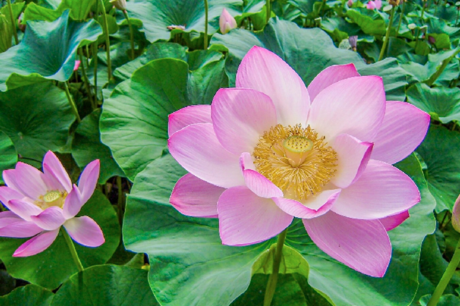 Công dụng của lá sen tươi đối với làn da