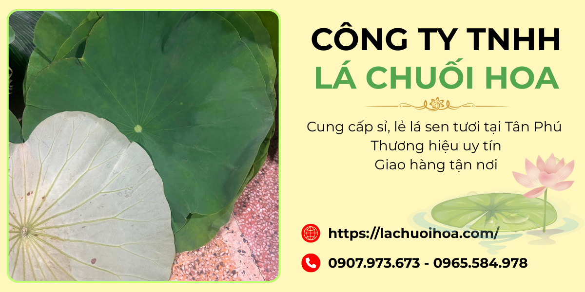 Công ty TNHH Lá Chuối Hoa – Địa chỉ tin cậy cung cấp lá sen tươi