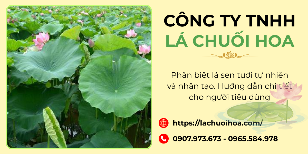 Đặc điểm nhận biết lá sen tươi tự nhiên
